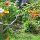 Mohnblumen